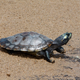 Imagen para el artículo titulado Por qué las tortugas pueden llegar a vivir hasta dos siglos